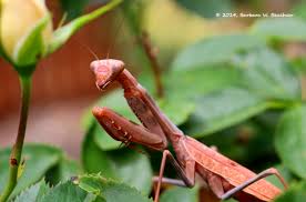 Check spelling or type a new query. More Mantis Life In The Foothills