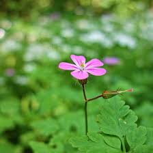 Herb Robert Seeds Geranium Robertianum Annual Perennial Attract Pollinators  Low Maintenance Gardens Beds Borders Outdoor 30Pcs Flower Seeds by YEGAOL  ...