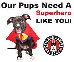 Chicago pet rescue is a public benefit501c(3) nonprofit corporation organized and operated exclusively for charitable purposes as an all volunteer. Support Us Chicago Canine Rescue