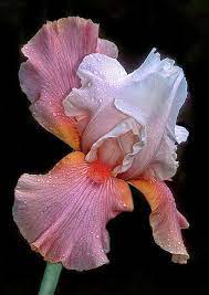 Bearded Iris Iris Flowers Iris Flowers Garden Beautiful Flowers