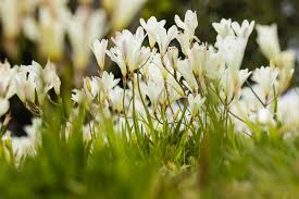 Fioriscono all'inizio dell'estate con spighe di fiori bianchi, leggermente profumate. Fiorellini Primaverili 10 Varieta Di Fiori Da Giardino Per Un Prato Colorato Da Incanto