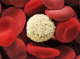 Blood cells biology poster science art print red blood | etsy. Pin On Microscope Photography
