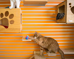 Senior cats, age seven and above, should maintain the same feeding regimen. A Healthier Way To Feed Your Cat Hide Its Meals The New York Times