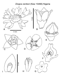 Image result for Strombosiopsis tetrandra