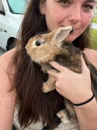 Has anyone lost a bunny?? Around 10th Ave?? Found him last night and we're  trying to get his owners to him.