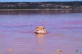 «wir sind extra nach melbourne gefahren, um den pink lake zu sehen. Pink Lake Auf Der Jagd Nach Rosa Seen In Australien Blog Auf Meer