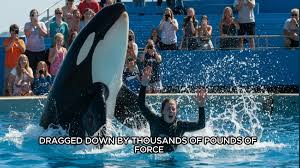 Orca Trainer Jessica Radcliffe – Horrifying Final Moments of Orca Trainer Jessica Radcliffe | TikTok
