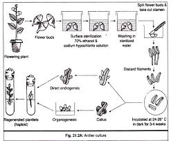 Notes On Anther Culture Biotechnology