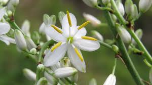 Image result for Chlorophytum krookianum