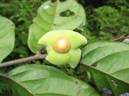 Image result for Uvaria angolensis