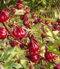 Cara mengkonsumsi bunga rosela merah. 15 Manfaat Bunga Rosella Dan Kandungan Bunga Rosella