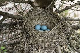 Birds That Make Mud Nests The Empty Nest In 2020 Bird Eggs Nest Birds