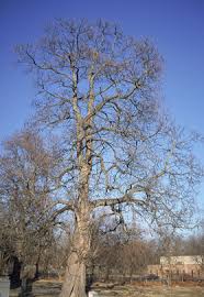 Image result for Catalpa