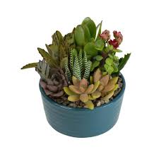 See more ideas about cactus, cactus garden, cactus planter. Altman Plants 5 5 In Atlantic Blue Ribbed Glazed Succulent Garden Plant 0881053 The Home Depot