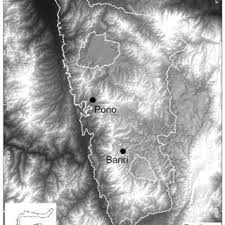 Image result for Eremospatha cuspidata