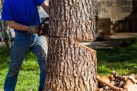 Die bäume können in einem schlechten zustand sein, der von außen nicht erkennbar ist, oder sie stehen schief. Baum Fallen Wann Es Erlaubt Ist Wie Es Geht Vieles Mehr Schoner Wohnen