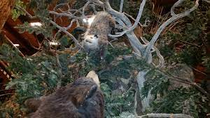 Animal pests and threats have a major detrimental effect on our environment. Animal Control Specialist Llc 61 Photos Business Service 3621 Pontiac St Denver Co 80207