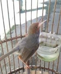 Burung yang masih banyak kita jumpai di alam liar adalah burung prenjak. Jenis Jenis Burung Prenjak Dan Contohnya
