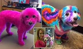 1000 x 1000 jpeg 92 кб. Canadian Woman Defends Dyeing Her Dog S Fur Daily Mail Online