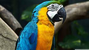 Image result for macaw parrot hd