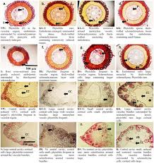 Image result for Cyperus niveus