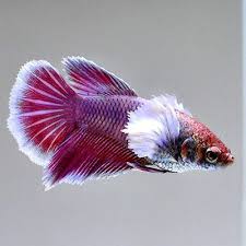 Pin On Beautiful Betta Fish