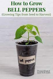 The bell pepper seeds takes about 5 to 10 days to start sprouting/germinating. How To Grow Bell Peppers From Seed And How To Transplant Bell Pepper Seedlings Gardening Tips For Growing Growing Peppers Pepper Plants Growing Green Peppers