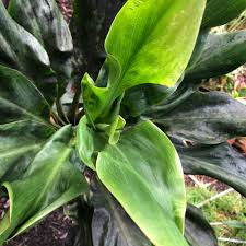 Image result for Tinnea coerulea