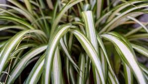 Cinta O Malamadre Caracteristicas Y Cuidados Jardinatis En 2020 Plantas De Interior Plantas De Follaje Plagas En Las Plantas