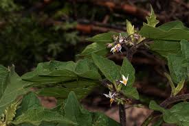 Image result for Solanum anguivi