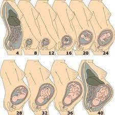 Posicion Del Bebe De Acuerdo A Las Semanas Club Octubre 2016 Babycenter