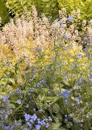 Image result for Sebaea brachyphylla