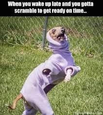Loading Funny Dog Memes Dog Quotes Funny Funny Animal Jokes