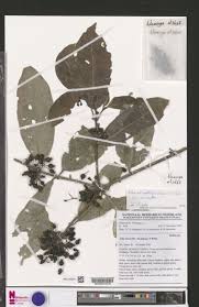 Image result for Aidia micrantha