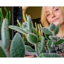 This grafted moon cactus has vibrant colors in brilliant ruby, to add interest and beauty to your centerpiece or terrarium. Watch The Best Youtube Videos Online My Sweet Children Saved 3 Cacti They Are In Recovery As We Speak Not In Thw Pic Collec Rock Cactus Plants Plant Life