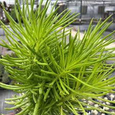 Image result for Senecio greenwayi
