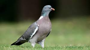 Menggambar merupakan pengembangan dari imajinasi seseorang. Kisah Burung Yang Diduga Terbang Dari Amerika Ke Australia Terancam Suntik Mati Global Liputan6 Com