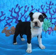 Cash is a fun puppy who loves to be held and snuggled. Boston Terrier Puppies For Sale Under 500 In Texas Pets Lovers