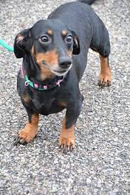 Dachshund puppies for sale in alabama. Lafayette In Dachshund Meet Bella A Pet For Adoption