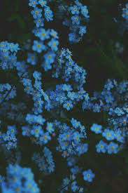 Pin By Emilija On If You Truly Love Nature You Will Find Beauty Everywhere Blue Flower Wallpaper Flower Aesthetic Aesthetic Wallpapers