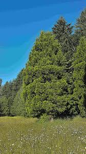 Image result for Calocedrus decurrens