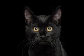 From the research articles that i've read there is an inconsistency of opinions regarding this issue. Cat Parvo Elwood Vet