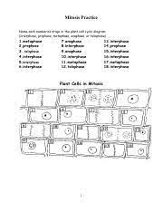 We did not find results for: Kami Export Aliyah Brantley Copy Of Mitosis Practice Pdf Mitosis Practice Name Each Numbered Stage In The Plant Cell Cycle Diagram Interphase Course Hero