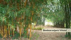 Image result for Bambusa vulgaris