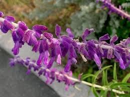'midnight' that has purple flowers and stems, and. Plantfiles Pictures Salvia Mexican Bush Sage Midnight Salvia Leucantha By Htop