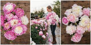 Check spelling or type a new query. How To Grow Peonies How To Care For Peonies