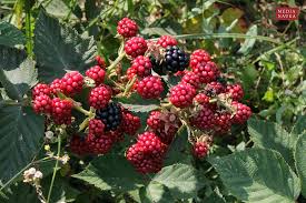 Image result for Rubus kirungensis