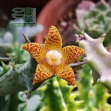 Image result for Orbea schweinfurthii