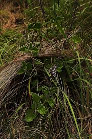 Image result for Coleus hadiensis