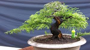 Gaya Bonsai Asem Jawa Mudah Cahunit Com